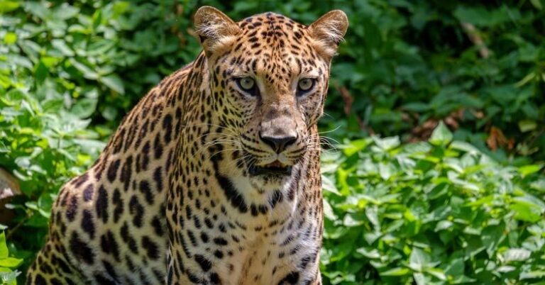 കളിച്ചു കൊണ്ടിരിക്കുന്നതിനിടെ പുലി ആക്രമണം; 12കാരന് ഗുരുതര പരിക്ക്