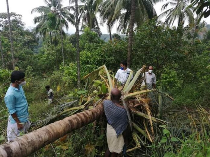 വട്ടചിറ ആദിവാസി കോളനി പ്രദേശത്ത് കാട്ടാന ശല്യം രൂക്ഷം