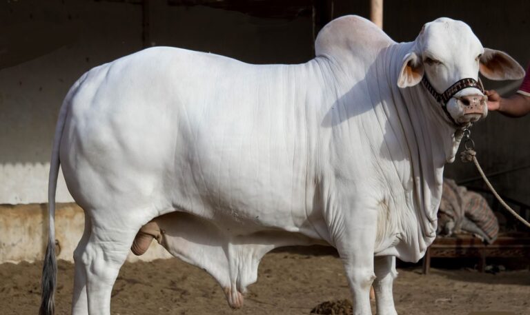 ബലിപെരുന്നാള്‍​: കശ്​മീരില്‍ പശു, കിടാവ്​, ഒട്ടകം കശാപ്പ്​ നിരോധിച്ചു