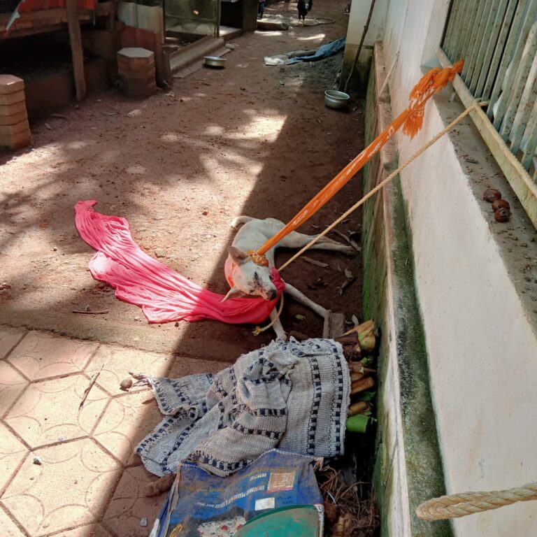 പേപ്പട്ടി കടിച്ച് മൂന്നു പേർക്ക് ഗുരുതര പരുക്ക്