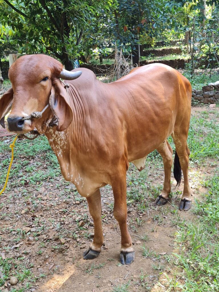 പ്രസവിക്കാത്ത പശു പാൽ ചുരത്തുന്നു; അപൂർവ്വമായ  സംഭവം .