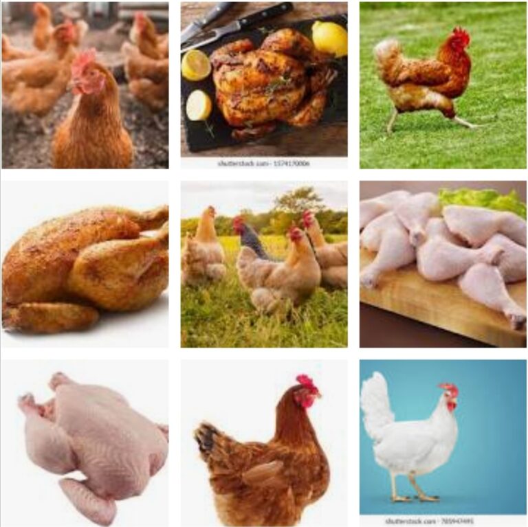 കോഴിയിറച്ചി വില കുത്തനെ വര്‍ദ്ധിക്കുന്നു.