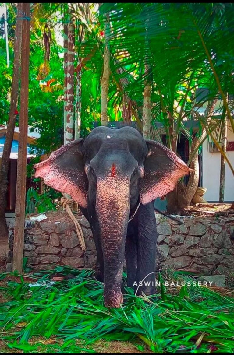 പിടിയാന ബാലുശ്ശേരി ജഗദംബിക ചെരിഞ്ഞു