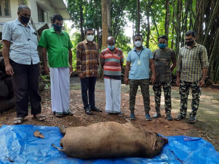 കട്ടിപ്പാറ ഗ്രാമ പഞ്ചായത്തിൽ കൃഷിഭൂമിയിൽ കാട്ടുപന്നിയെ വെടിവെച്ച് കൊന്നു