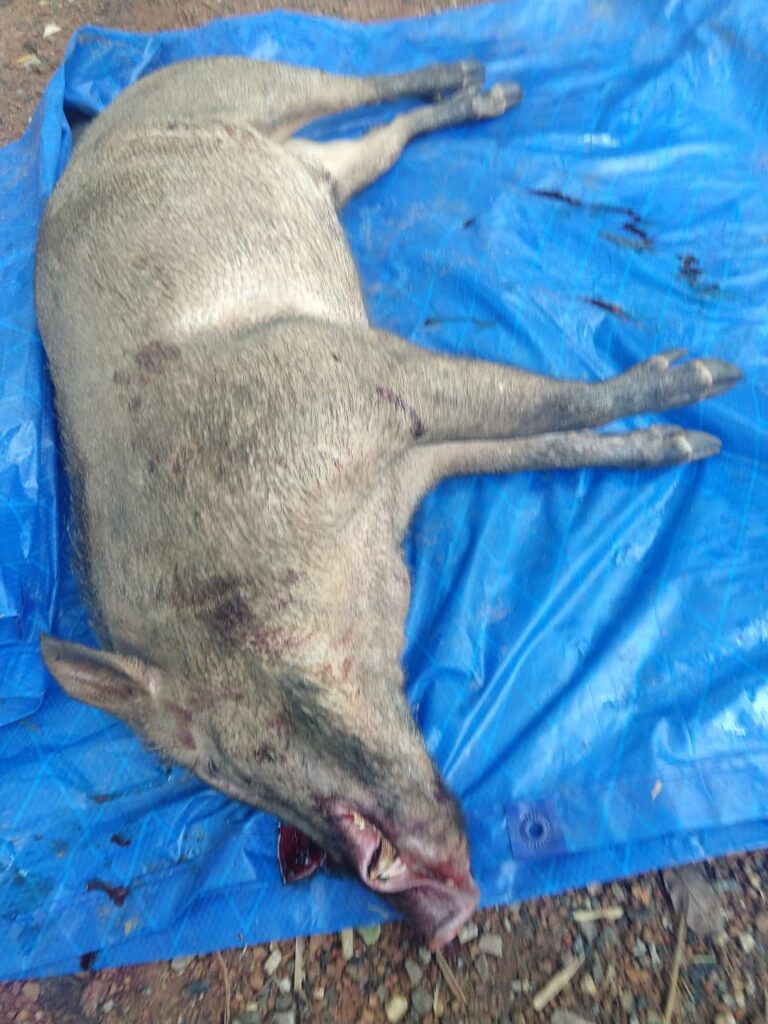 പൂലോട്- കൃഷി നശിപ്പിച്ച് കൊണ്ടിരുന്ന കാട്ടുപന്നിയെ വെടിവെച്ച് കൊന്നു.