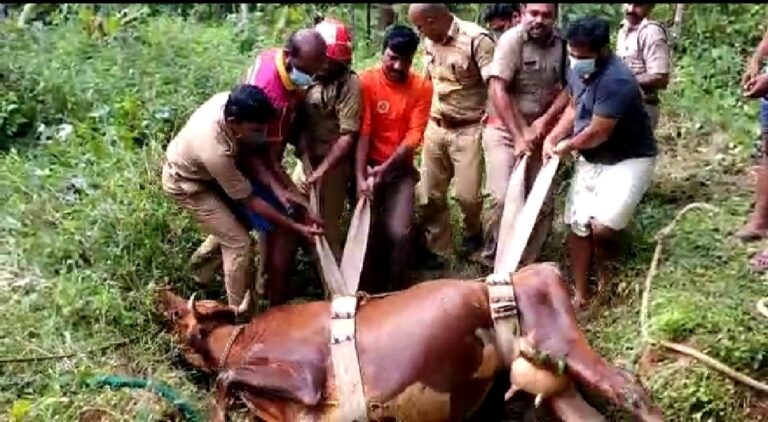 കിണറ്റിൽ വീണ പശുവിനെ രക്ഷപ്പെടുത്തി