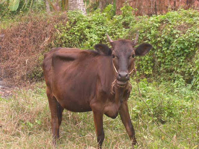 കണ്ണൂരില്‍ പശുക്കളിലെ പേവിഷബാധ; വളര്‍ത്തുമൃഗങ്ങള്‍ക്കും വാക്‌സിന്‍ പരിഗണനയില്‍, ജില്ലയില്‍ അതീവ ജാഗ്രത