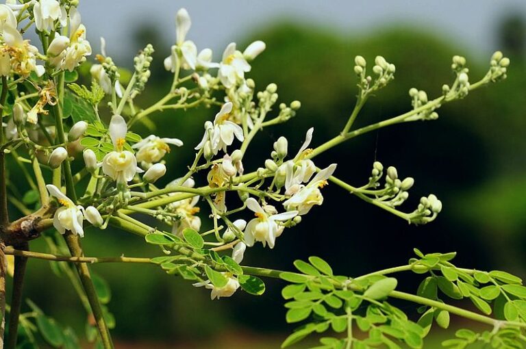 മുരിങ്ങക്കൃഷി വൈകാതെ കേരളത്തിലെ വീടുകളില്‍ വ്യാപകമായേക്കും, വിദേശത്ത് വന്‍ ഡിമാന്‍ഡ്