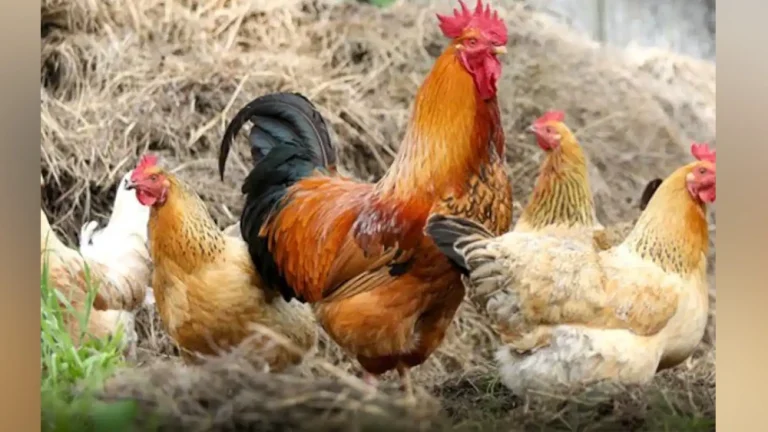 വീട്ടില്‍ കോഴികളുണ്ടോ? എങ്കിലിത് ശ്രദ്ധിക്കൂ