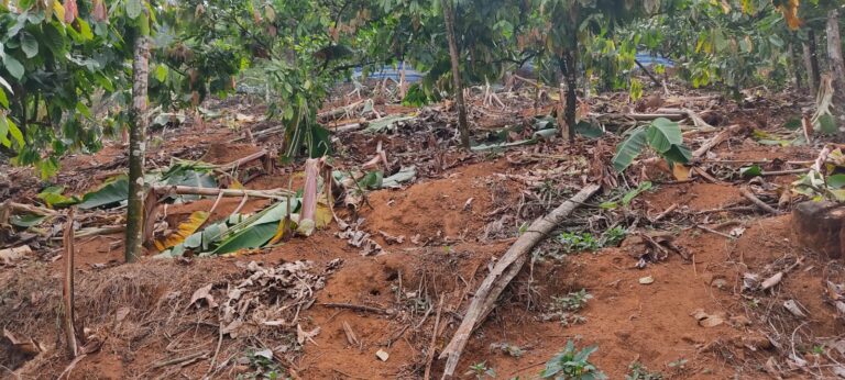 മലയോര മേഖലയിൽ കാട്ടാനശല്യം അതിരൂക്ഷം