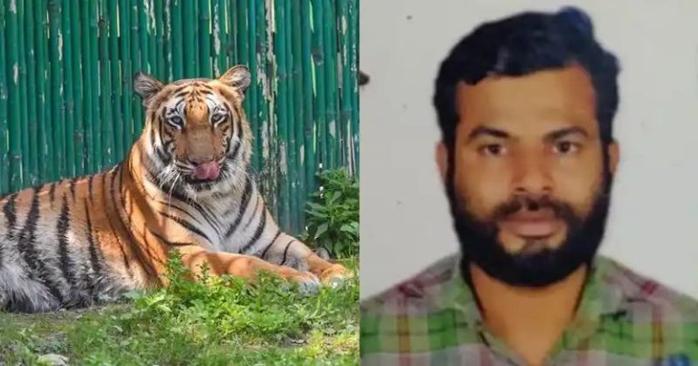 മലപ്പുറം കാളികാവില്‍ റബ്ബര്‍ ടാപ്പിങ്ങിന് പോയ ആളെ കടുവ കടിച്ചു കൊന്നു; സ്ഥലത്ത് പ്രതിഷേധവുമായി നാട്ടുകാര്‍