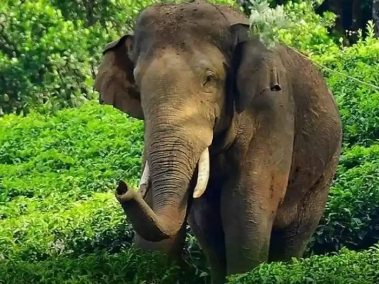 ഇടുക്കിയില്‍ വനത്തിനുള്ളില്‍ കാട്ടാന ആക്രമണം: ആദിവാസി സ്ത്രീ കൊല്ലപ്പെട്ടു