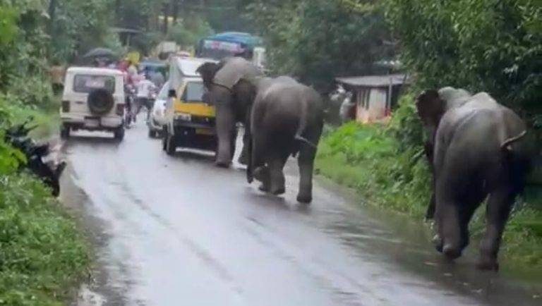 ജനവാസ കേന്ദ്രത്തിൽ ഇറങ്ങിയ കാട്ടാന കിണറ്റിൽ വീണു; ഒറ്റയിടിക്ക് വാൻ ഇടിച്ച് തെറിപ്പിച്ച് കാട്ടാനകൾ; ഡ്രൈവർക്ക് പരിക്ക്; നടുറോഡിൽ പരാക്രമം സൃഷ്ടിച്ചത് മൂന്ന് കാട്ടാനകൾ