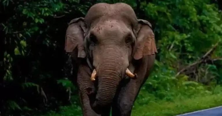 മദപ്പാടിലായിരുന്ന ആനയെ അഴിച്ചു മാറ്റുന്നതിനിടെ കുത്തേറ്റു; ഹരിപ്പാട് പാപ്പാന് ദാരുണാന്ത്യം.