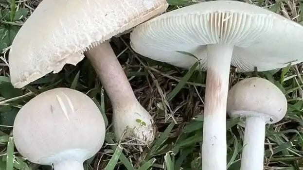 പറമ്പിലെ കൂണ്‍ കഴിച്ച്‌ 6 പേര്‍ക്ക് ദേഹാസ്വാസ്ഥ്യം, മൂന്ന് പേരുടെ നില ഗുരുതരം, സംഭവം തിരുവനന്തപുരം അമ്പൂരില്‍