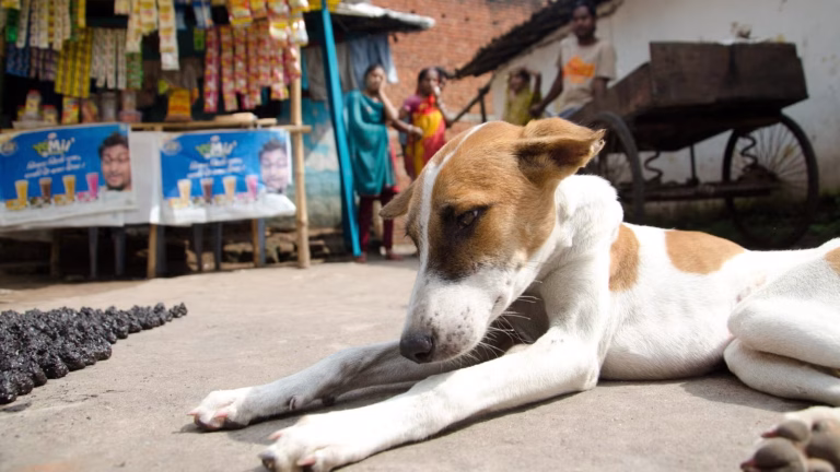 തെരുവുനായ ശല്യം; പരാതികൾ അറിയിക്കാൻ ടോൾ ഫ്രീ നമ്പർ