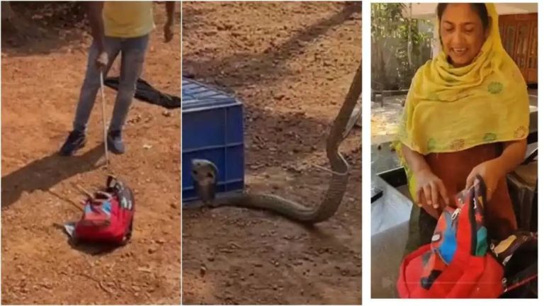 ഒന്നാം ക്ലാസുകാരന്റെ ബാഗിന് അമിതഭാരം, പരിശോധിച്ചപ്പോള്‍ കിട്ടിയത് ഒരു കിടിലൻ മൂര്‍ഖനെ