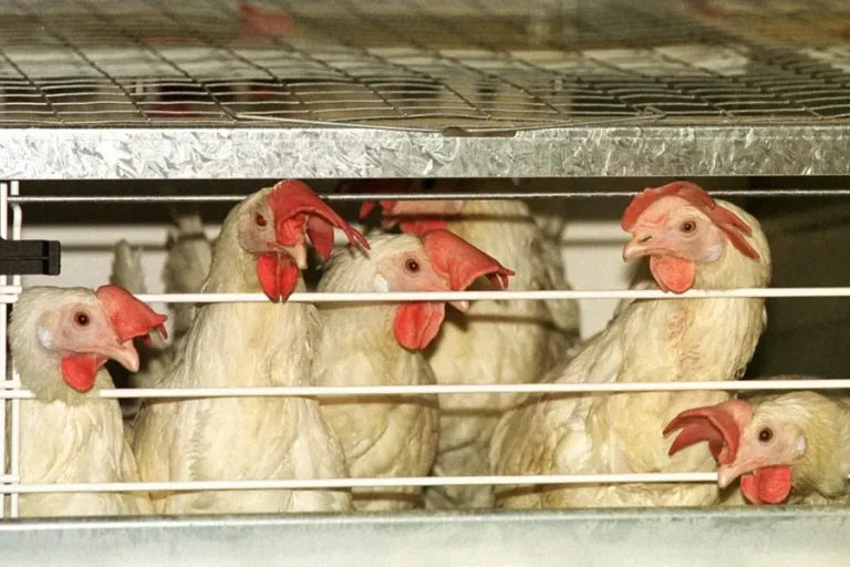 ചിക്കൻ വിലയിൽ പൊള്ളി തമിഴ്‌നാട്; കിലോയ്ക്ക് 400 കടന്നു; ആശങ്കയോടെ കേരളവും..!