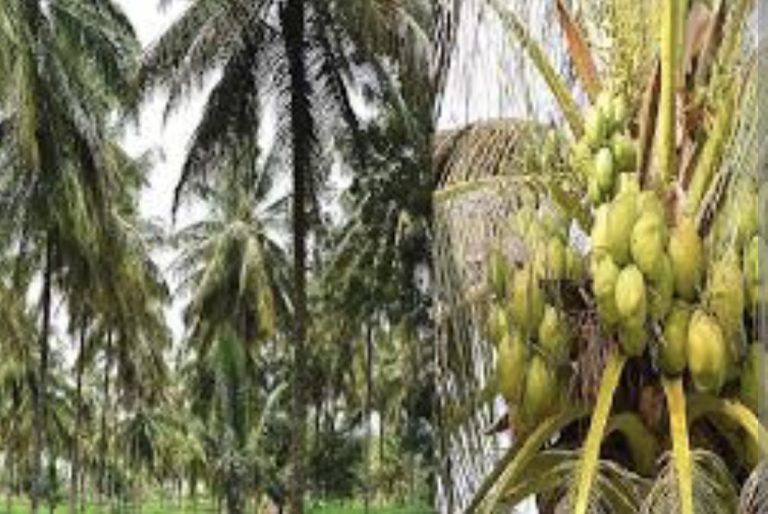 നാളികേര വികസന ബോർഡ് തെങ്ങ് പുതുക്കൃഷി സഹായധനം വർധിപ്പിച്ചു.